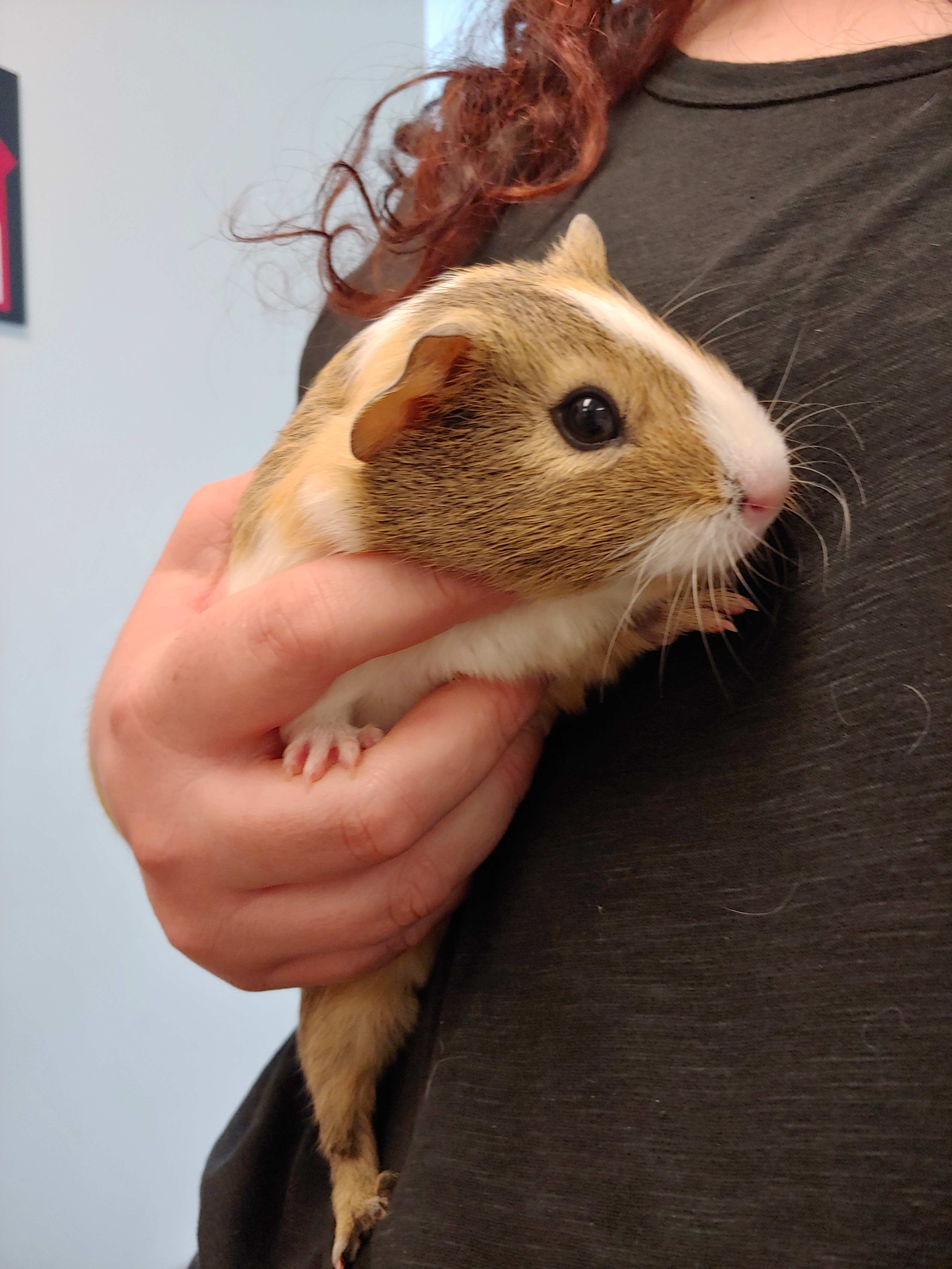 Bugsy hamster hot sale